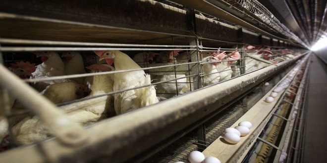 تطبيق World Poultry لرفع الإنتاجية في عالم الدواجن بشكل مميز